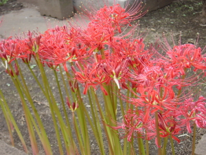 草花　大田区池上　永寿院