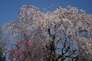 桜　大田区池上　永寿院