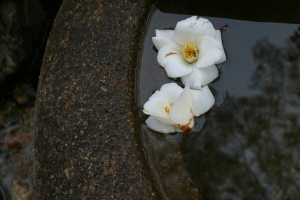 草花　大田区池上　永寿院