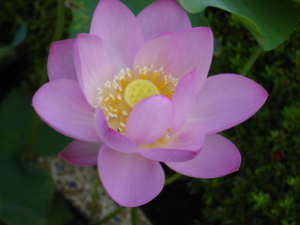 蓮の花　大田区池上　永寿院