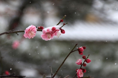 お寺の雪景色 雪と万両塚 お寺 雪