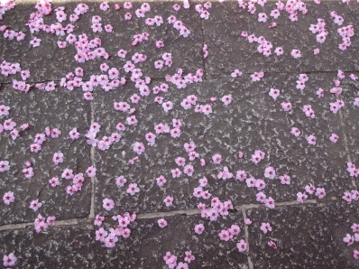 沖縄桜の散り際 花が落ちる 沖縄桜 インコ