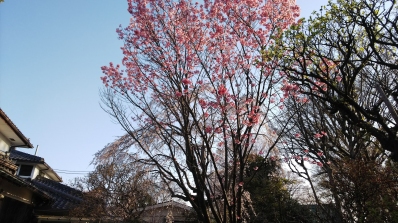 桜が倒れる 台風２４号 寒緋桜