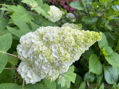 法華経日めくり 令和7年6月 6月1日~30日 神力品 嘱累品 法華経日めくり 令和7年6月 6月1日~30日 神力品 嘱累品