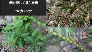 お寺の庭づくりワークショップ 第5回 草と虫 足元の小さな自然 セミ 雑草 お寺の庭づくりワークショップ 第5回 草と虫 足元の小さな自然 セミ 雑草