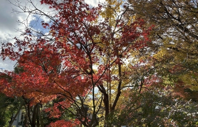 法華経日めくり　令和7年1２月 12月1日～3１日 妙荘厳王 普賢菩薩