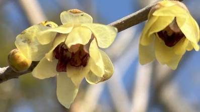 法華経日めくり　令和８年1月 １月１日～３１日 普賢菩薩 二十八品