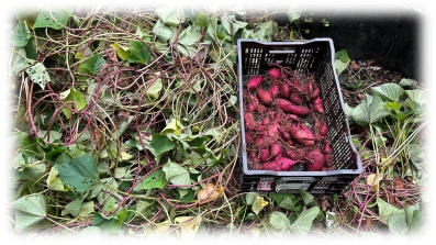 お寺の庭づくりワークショップ　第8回　「落葉と堆肥」 資源循環の堆肥つくり 腐葉土 芋掘り