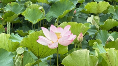 浄土 極楽浄土 霊山浄土
