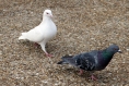 池上本門寺で白鳩発見 庄賀友美