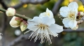 法華経日めくり　令和7年1月 住職